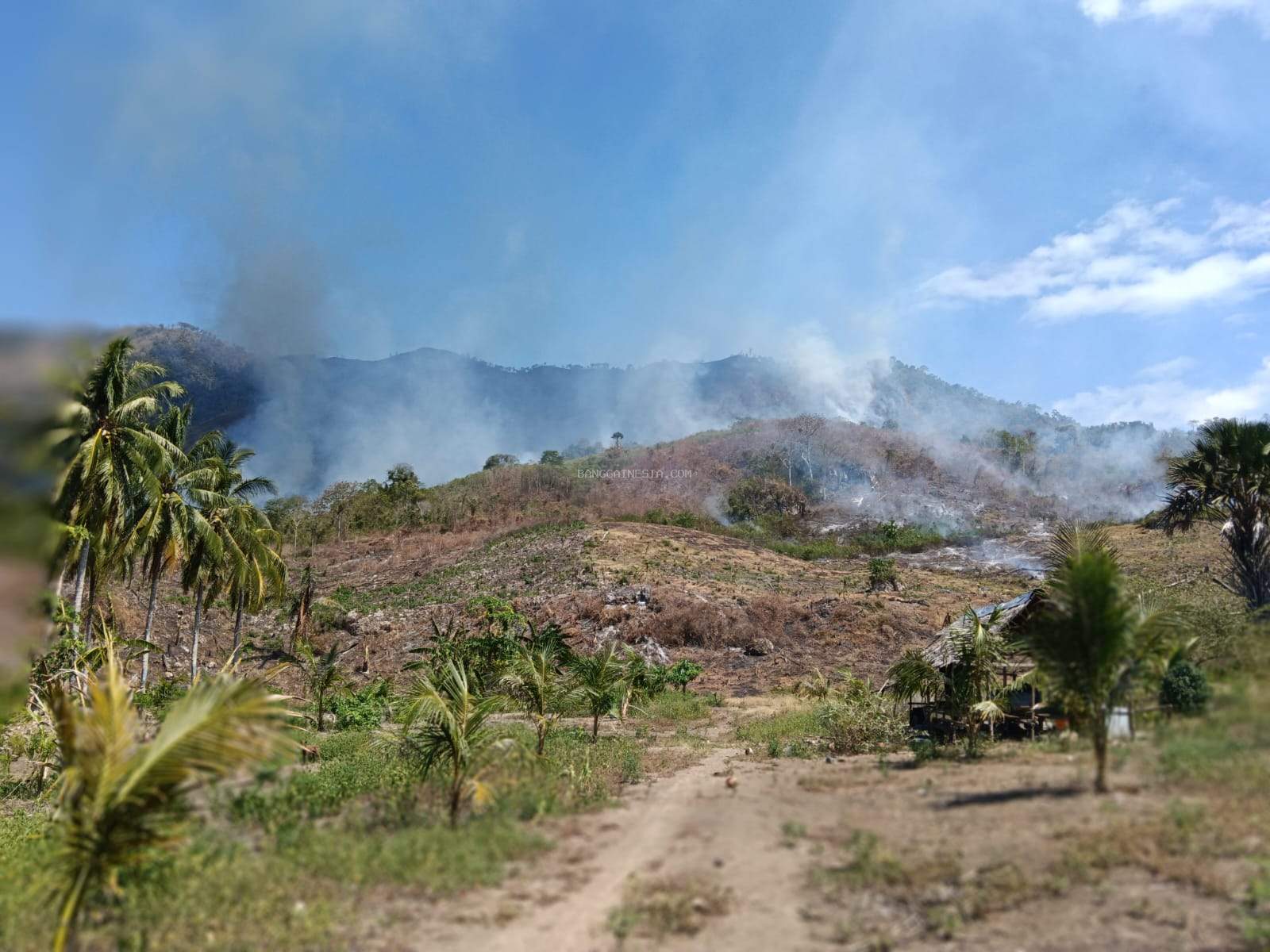 Kebakaran di Nuhon Banggai Hanguskan 30 Hektar Hutan dan Lahan