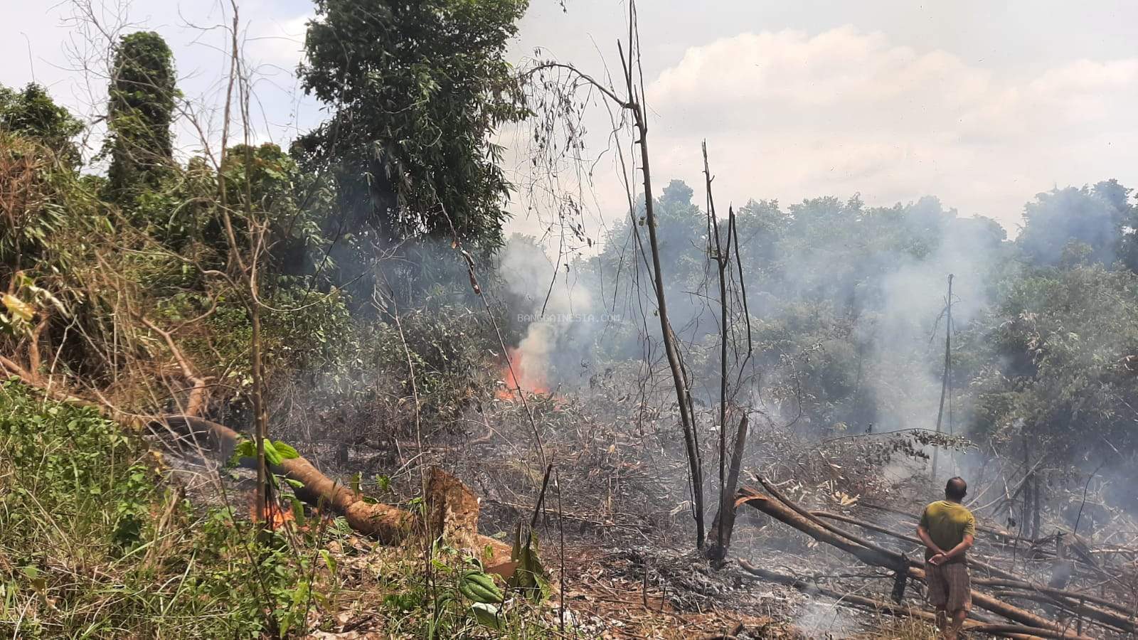 Bakar Daun Hindari Serangan Lebah Berujung Kebakaran Lahan di Batui 