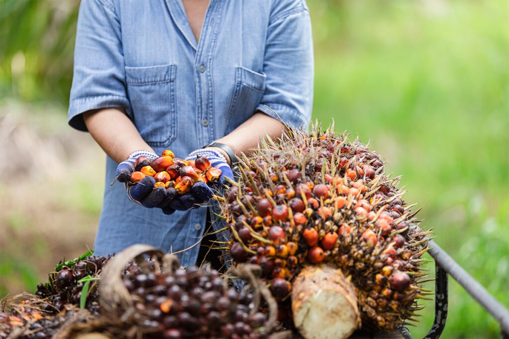 Mimpi Buruk di Lahan Transmigrasi Lokal APPDT Sisipan